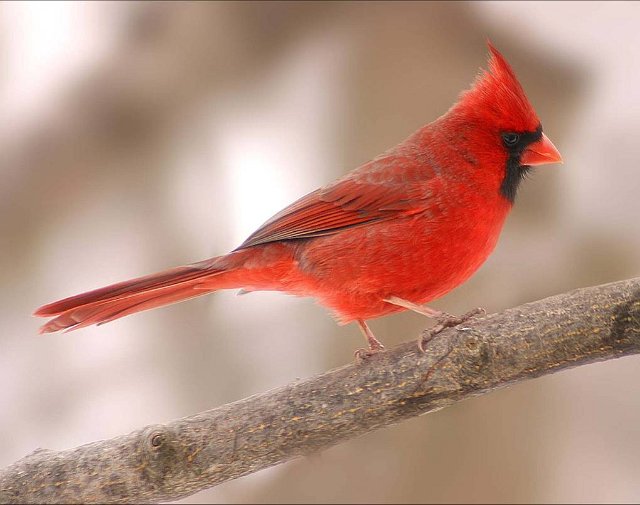 550_Northern Cardinal